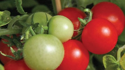 🍅 난쟁이토마토 후기! 득템 기회 놓치면 후회? 꿀팁 대방출! 🤩